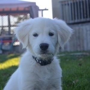 Meet your Posher, Sophie-anne